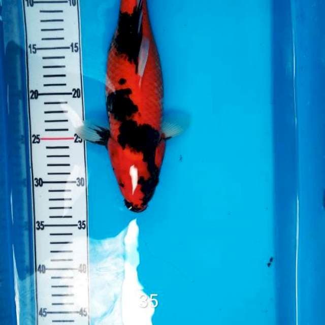 Hishowangar35 cm