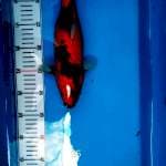 Hishowangar35 cm