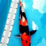 Showangar 45 cm