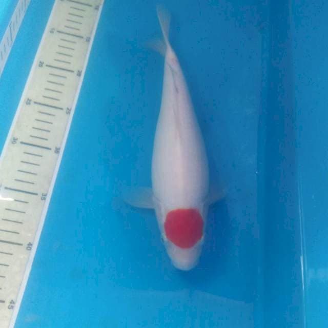 Tancho Kohaku 29 cm