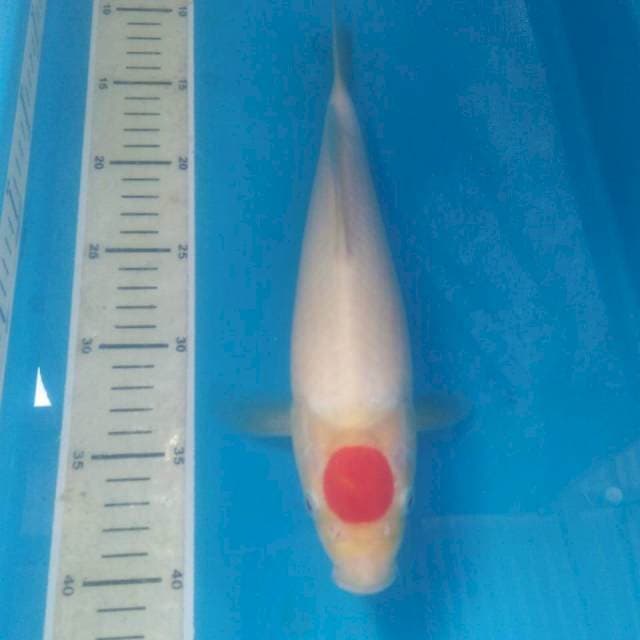 Tancho Kohaku Jantan 31 cm