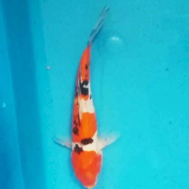 Sanke doitsu ceplak ceplok 29 cm