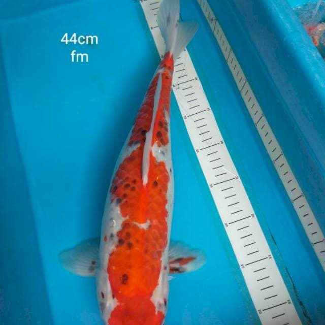 Jual indukan Goshiki 44cm