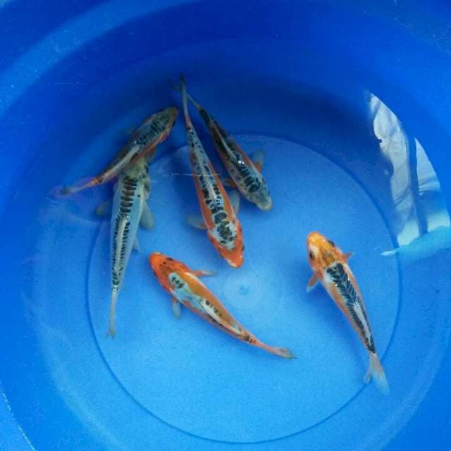 six baby shusui A. size 16-19cm