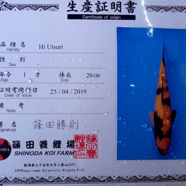 Hi utsuri shinoda import