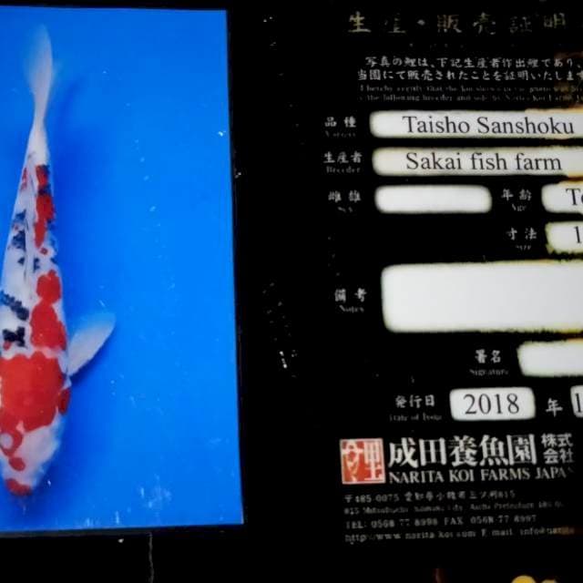 Sanke sakaii farm import