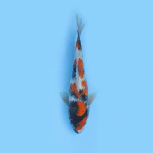 SHOWA 21 CM