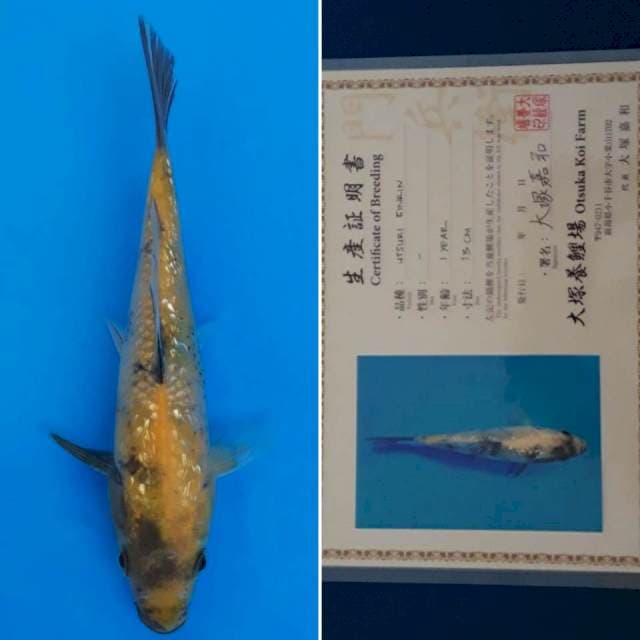 Ki utsuri otsuka 20cm sertifikat