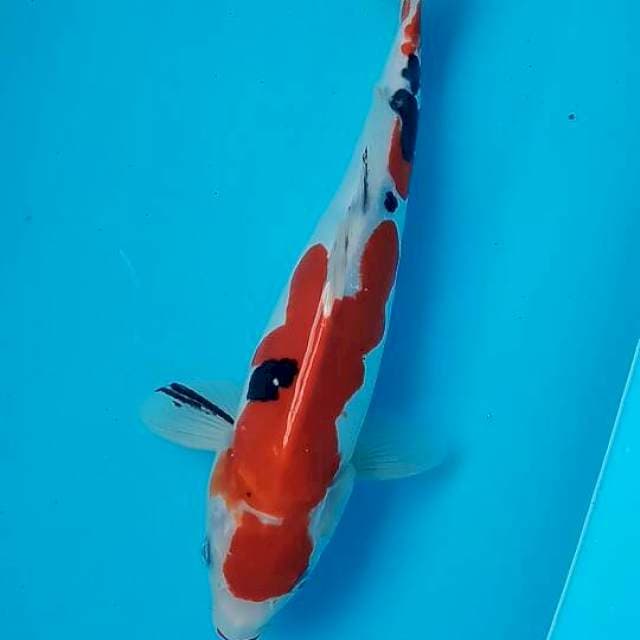 Sanke doitsu 31cm