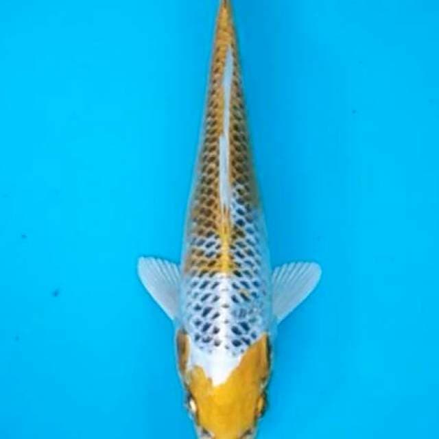 Baby hariwake ring matsuba oke 20bu