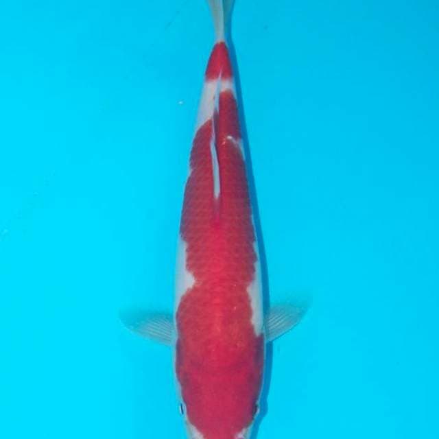 Kohaku momotaro serti breeder