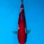 Kohaku momotaro serti breeder