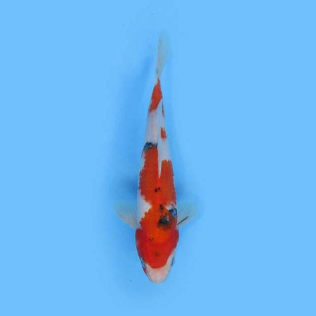 SANKE 24 CM