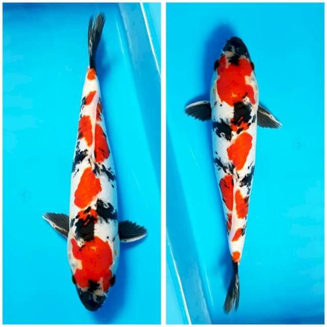 SHOWA DOITSU 32cm FM
