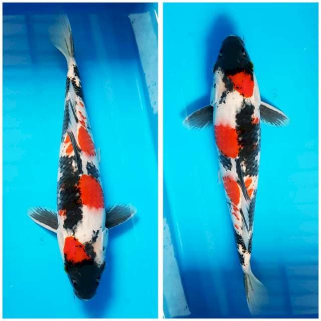 SHOWA 33cm M