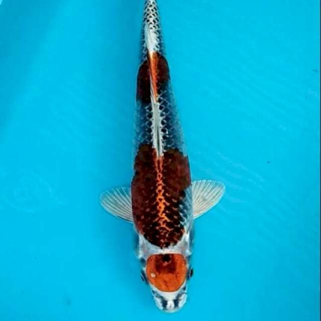 Maruten kujaku kawai 27cm