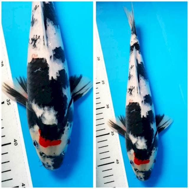 TANCO SHOWA 33cm M