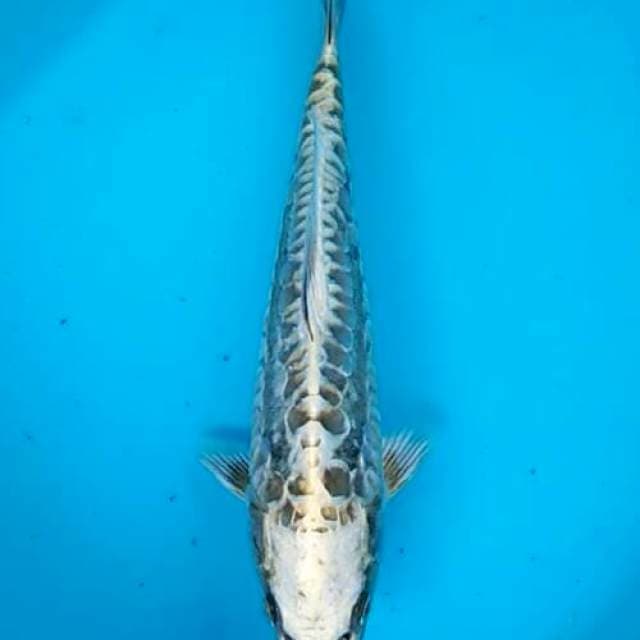 Kawarigoi aragoke alien metalic 26cm