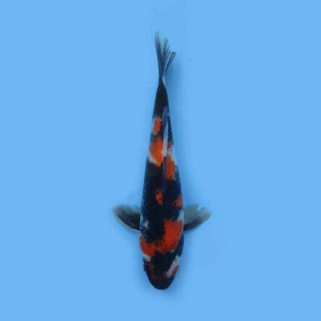 SHOWA 24 CM