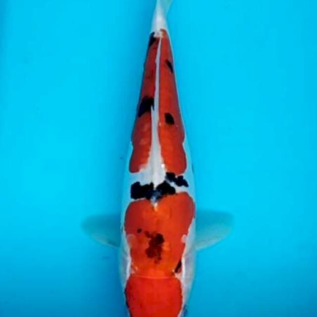 Doitsu sanke chimori 30cm