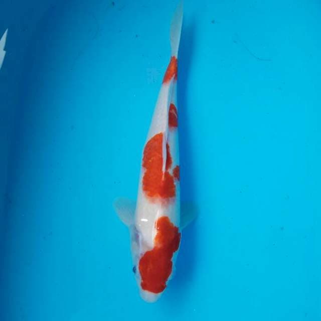 Kohaku kindai 33cm
