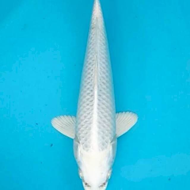 Super white platinum baby boy 23cm