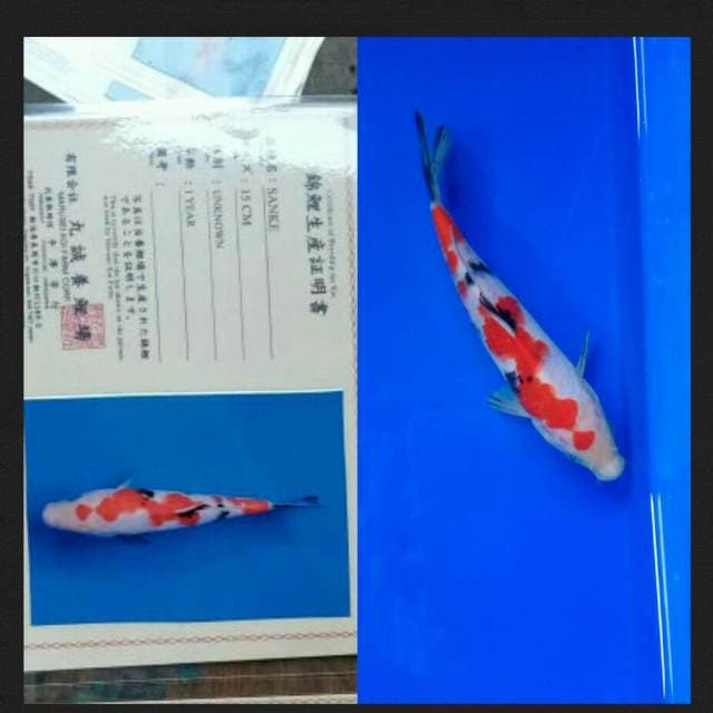 Sanke import marusei