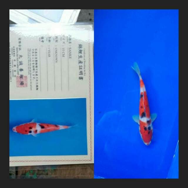 Sanke import marusei