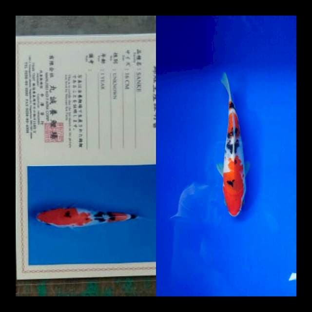 SANKE import marusei