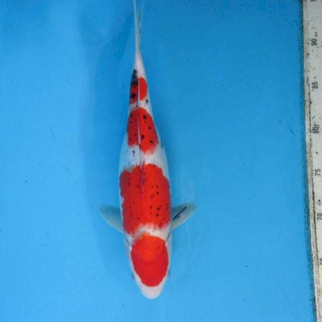 Sansoku30bu