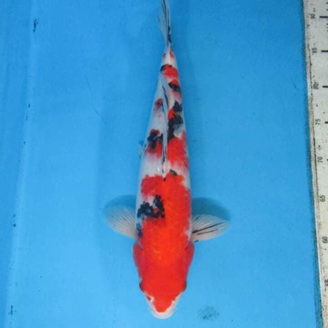 Sansoku35cm