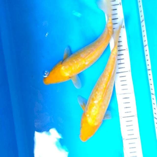 DUO KARASI GINRIN ( 2 ekor )