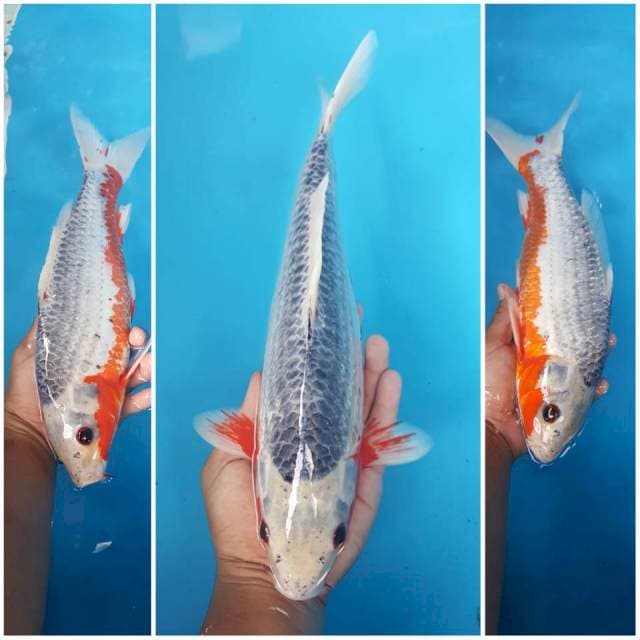 Asagi 35cm