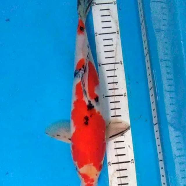 SANKE 30 cm