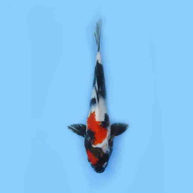 SHOWA 34 CM