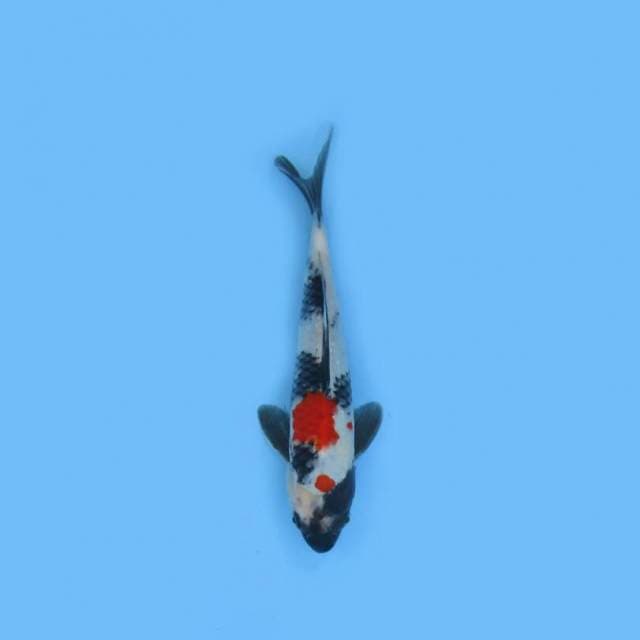 SHOWA 24 CM