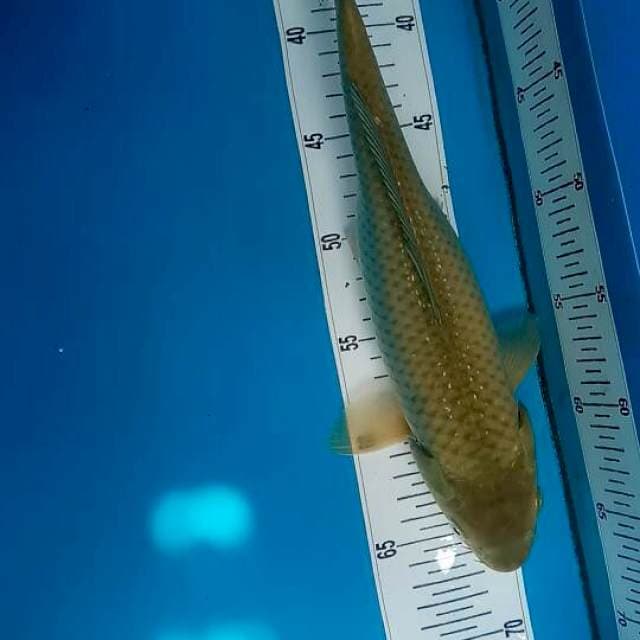 Midorigoi super cantik 33cm