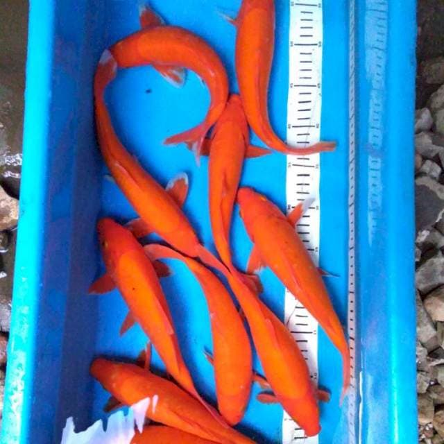 CABE RAWIT semi PEDAS (10 ekor )