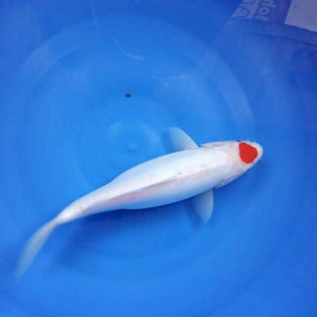 Tancho