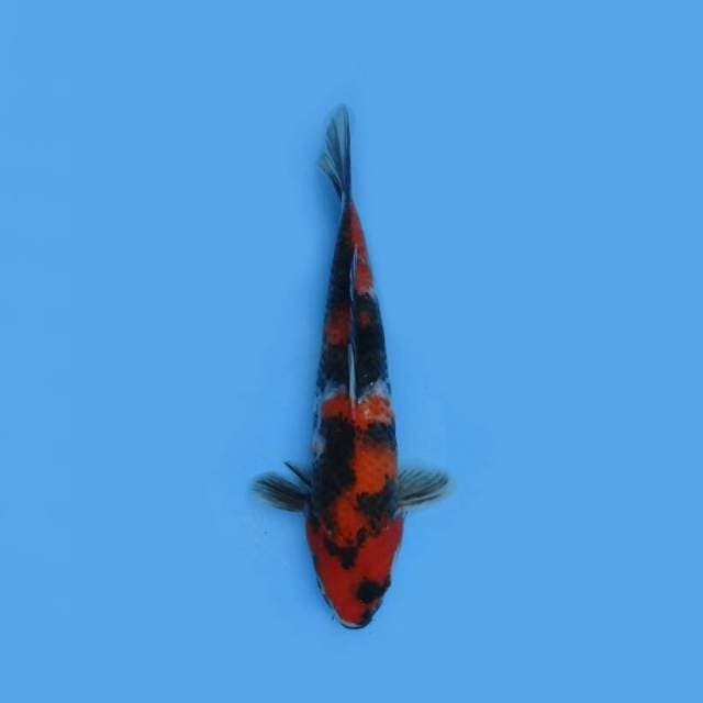 SHOWA 29 CM