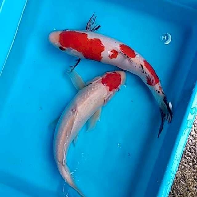 Tancho Kohaku , sanke