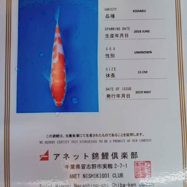 Kohaku import serti anetto