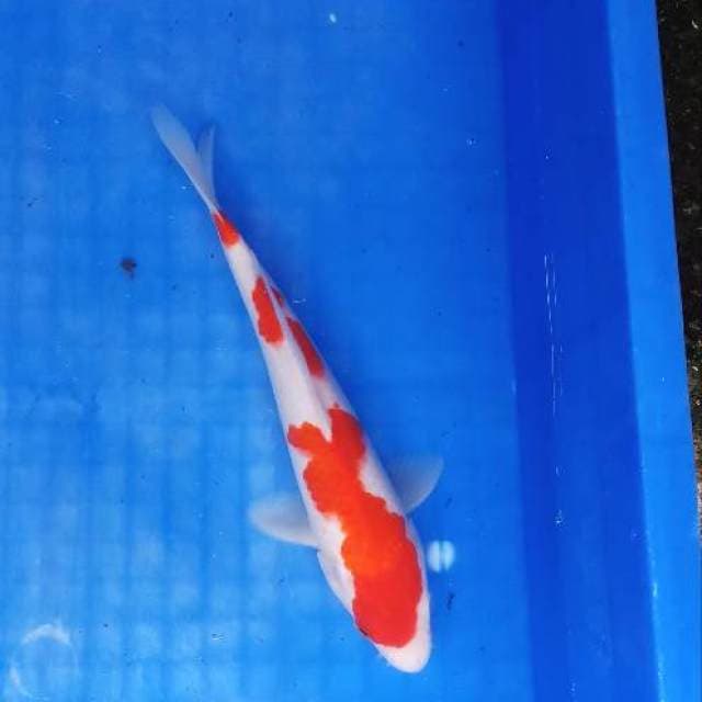 Kohaku good