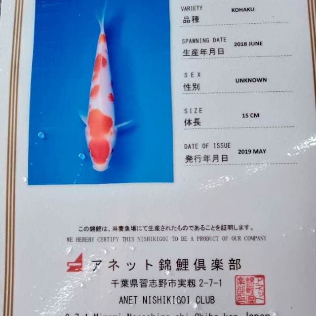 Kohaku import anetto farm