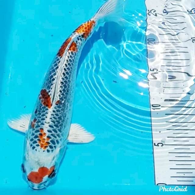 kujaku 30 cm