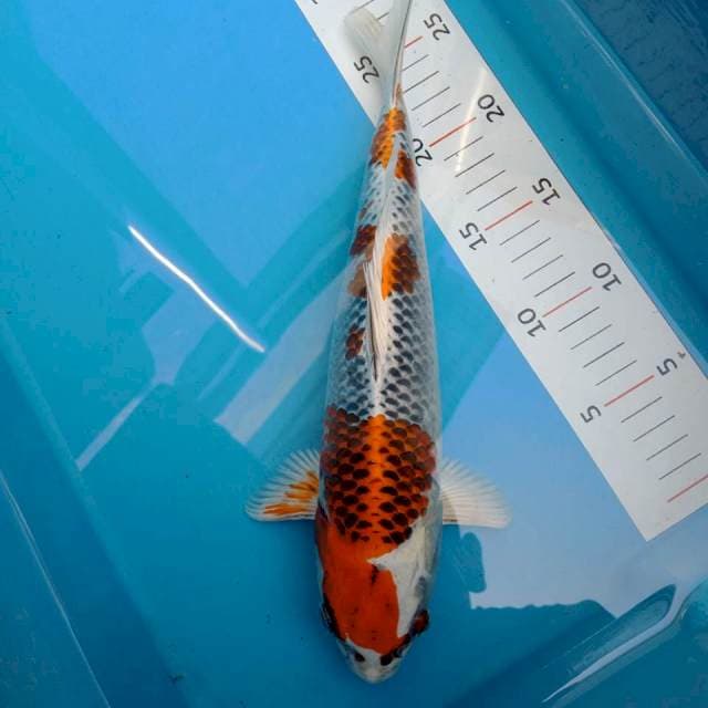 kujaku 30 cm