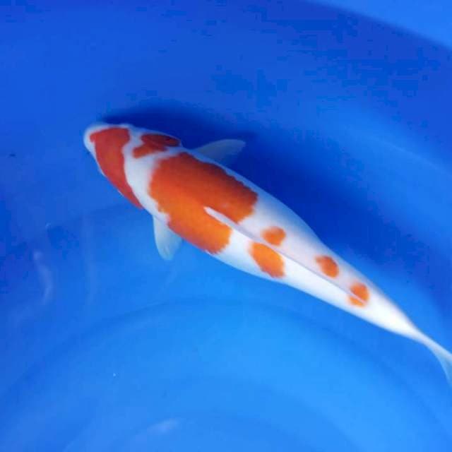 Kohaku