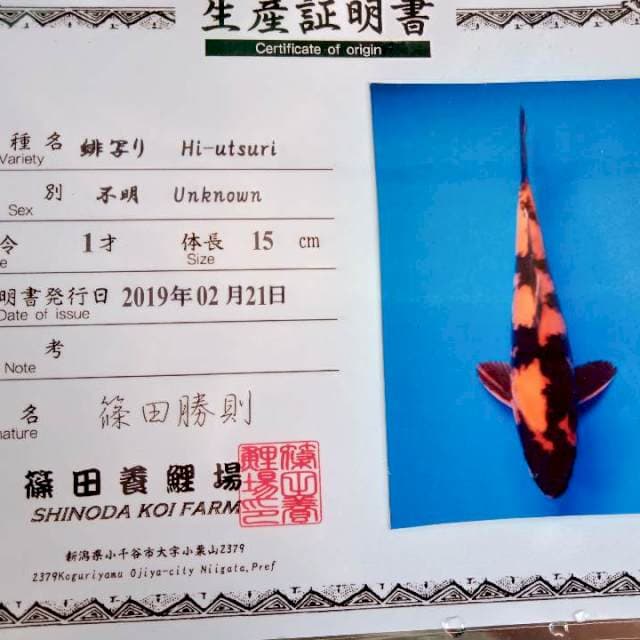 Hi utsuri import