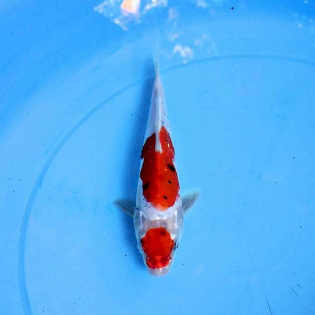 MARUTEN BENIKUMON 20cm