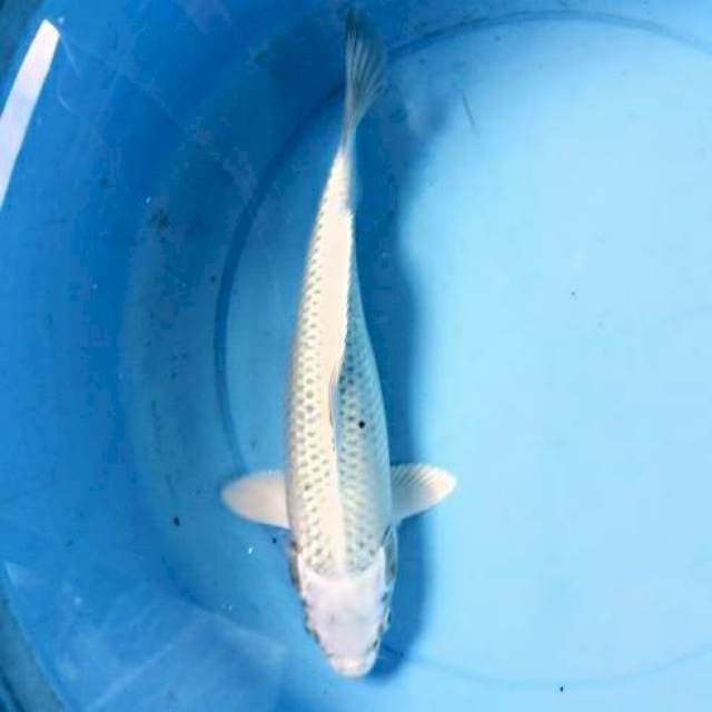 GIN MATSUBA 28cm